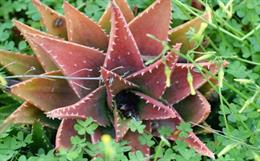 Red Aloe Vera: The Future of Sustainable & Skin-Friendly Textiles in Fashion